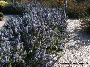 Rosmarinus officinalis 'Tuscan Blue' 2